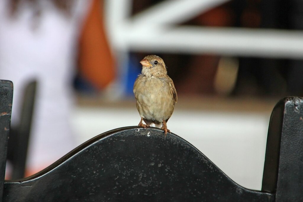 IMG-4084.jpg