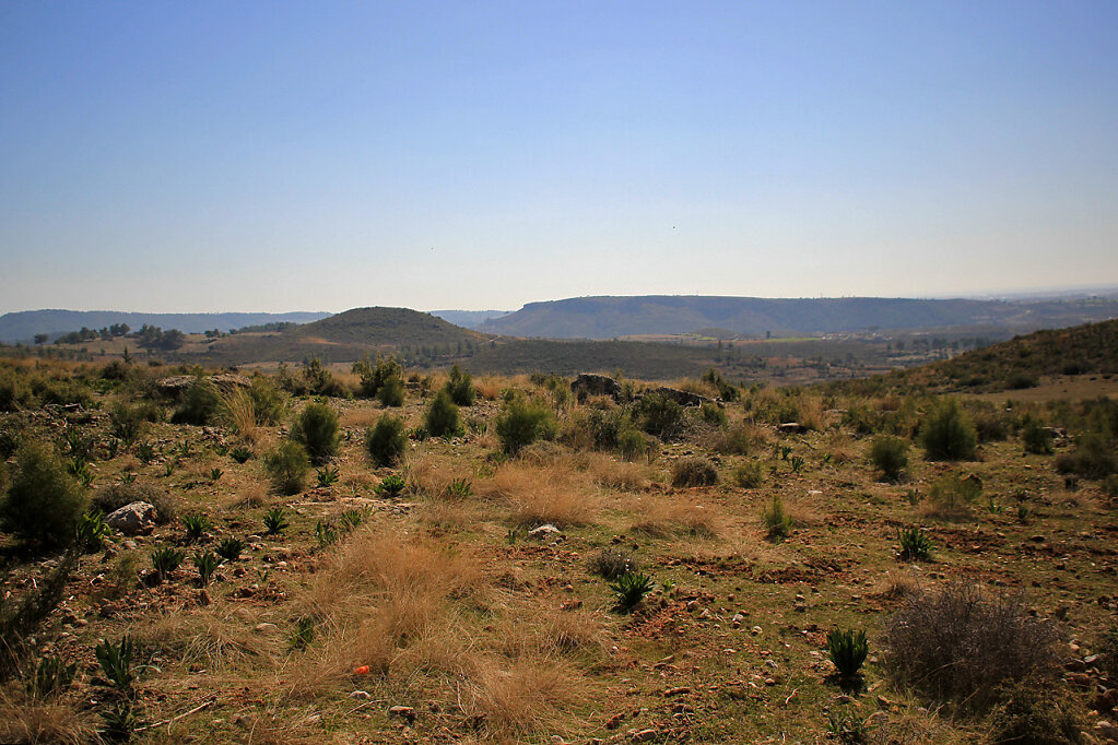IMG-6684.jpg