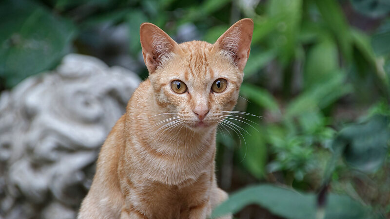 20230217-173503-THAI1788.jpg