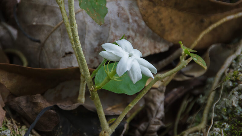 Tarnim & Magic Garden // ตานิ่ม เมจิค การ์เด้น